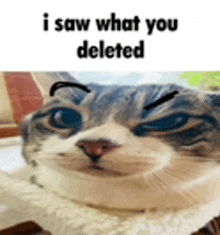 I Saw What You Deleted Cat Meme GIF