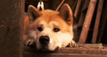 хатико пес собака акита-ину GIF - Hachiko Dog Akita GIFs