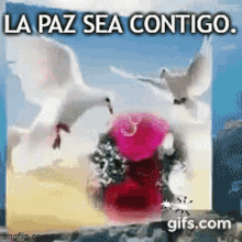 La Paz Sea Contigo GIF - La Paz Sea Contigo GIFs