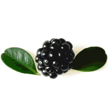 Blackberry Fruit GIF