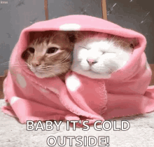 Funny Animals Cute GIF - Funny Animals Cute Cats GIFs
