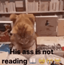 Cat Reading GIF - Cat Reading GIFs