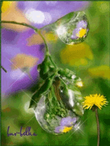 Dew Drop GIF - Dew Drop Daffodils GIFs