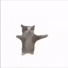 Stupid Idiot Cat Dancing GIF