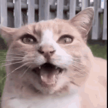 Cat Flower Cat Reacts GIF - Cat Flower Cat Reacts Cat What GIFs
