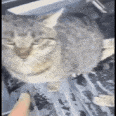 a cat is sitting on the roof of a car .