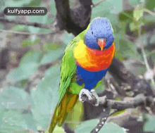 What.Gif GIF - What Parrot Birds GIFs