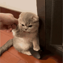 Cat Angry GIF - Cat Angry Reluctant GIFs