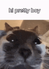 Cat Pretty Boy GIF - Cat Pretty Boy GIFs