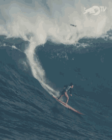 surfing surfer