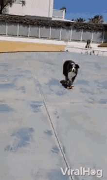 dog viralhog ride skateboard having fun
