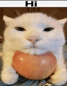 Hi Hi Cat GIF - Hi Hi Cat Apple GIFs