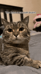 You Have A Smooth Brain Smooth Brain Cat GIF - You Have A Smooth Brain Smooth Brain Smooth Brain Cat GIFs