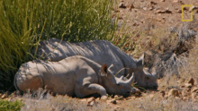Resting In The Shade Protecting The Black Rhinos GIF - Resting In The Shade Protecting The Black Rhinos Mission Critical GIFs