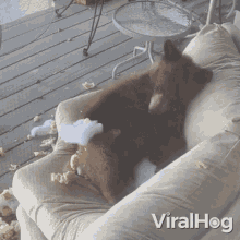 Sleepy Bear Viralhog GIF - Sleepy Bear Viralhog Bear Sleeps On The Sofa GIFs