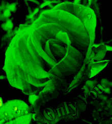 Green Rose3 GIF - Green Rose3 GIFs