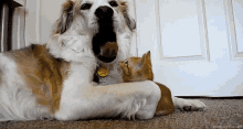 Kitten Play GIF - Kitten Play Dog GIFs