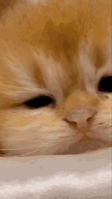 Sad Kitten Crying GIF - Sad Kitten Crying GIFs