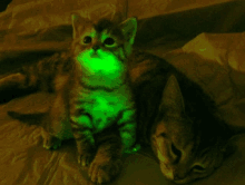 Uranium Cat GIF - Uranium Cat GIFs