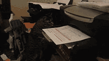 Cat Fax GIF - Cat Fax GIFs