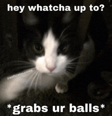 a black and white cat with the words hey whatcha up to grabs ur balls