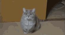 a cat is sitting on the floor with its mouth open and a letter a in it 's mouth .