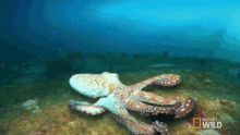 Octopus Animal Armory GIF