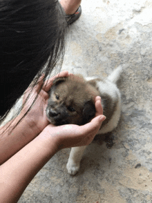 a small brown and white puppy is being held by a woman