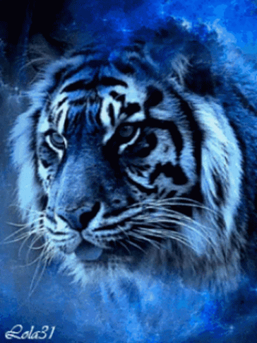 Tiger GIF - Tiger - Discover & Share GIFs