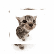 Discord Boogtown GIF - Discord Boogtown Cat GIFs