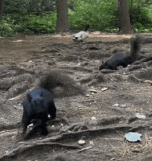 two squirrels are playing with a duck in a park