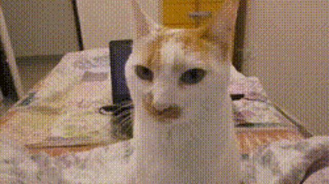 La Mémé du turfu on X: Angry cat.gif  / X