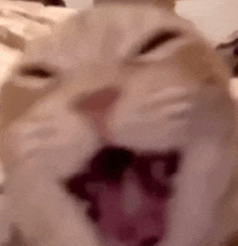 a close up of a cat with its mouth open and its tongue out .