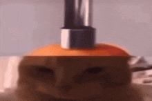 a close up of a cat with a bottle of perfume on its head .