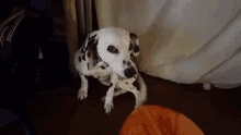 ダルメシアン  わくわく　可愛い　遊びたい GIF - Dalmatian Dog Play GIFs