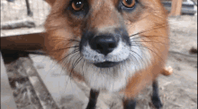 Fox Bite GIF - Fox Bite Cute Fox GIFs