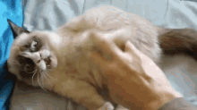 Grumpy Cat Tickle GIF