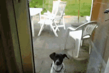 Dog Gets Bombed By Drone Dog Getting Bombed GIF - Dog Gets Bombed By Drone Dog Getting Bombed Drone Bombs Dog GIFs