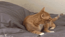 Say What Marmalade GIF - Say What Marmalade Cole And Marmalade GIFs