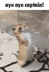 a kitten standing on its hind legs with the words aye aye captain written above it