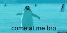 a picture of a penguin with the words come at me bro