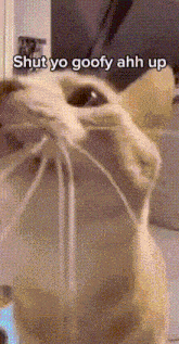 Cat Meme Flying Cat GIF - Cat Meme Flying Cat Fling GIFs