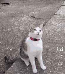 Cat Tease GIF - Cat Tease GIFs