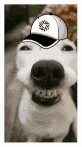 a white dog wearing a baseball cap with a black circle on it