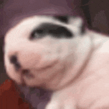 a close up of a dog 's face with a black spot on it 's nose .