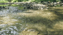 Creek River GIF