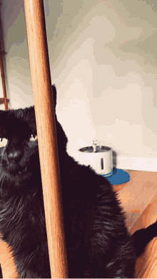 Get In My Belly Hungry GIF - Get In My Belly Hungry Cat GIFs
