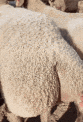 Sheep баран GIF - Sheep баран овца GIFs