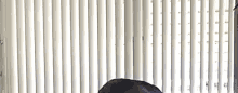 a dog is sitting in front of a window with blinds on it .