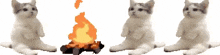 Campfire Cat Explode GIF - Campfire Cat Campfire Explode GIFs